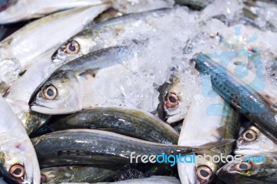 Fresh Chub Mackerels, Sea Fish On Ice Exposition At The Seafood Stock Photo