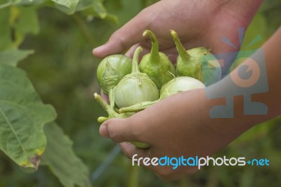 Fresh Cockroach Berry Or Green Eggplant Stock Photo