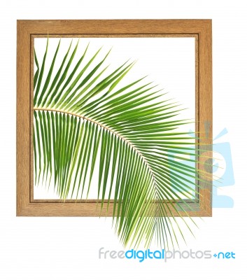 Fresh Coconut Leaf Within Wooden Frame Stock Photo