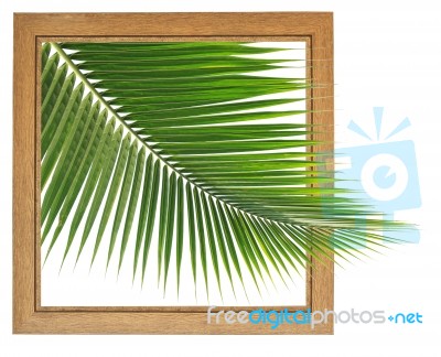 Fresh Coconut Leaf Within Wooden Frame Stock Photo