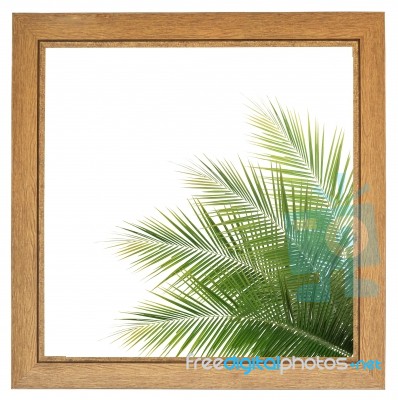 Fresh Coconut Leaf Within Wooden Frame Stock Photo