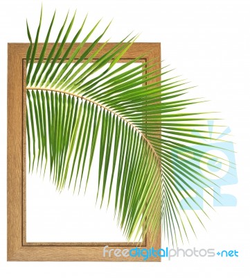 Fresh Coconut Leaf Within Wooden Frame Stock Photo