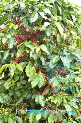 Fresh Coffee Bean On Tree Stock Photo