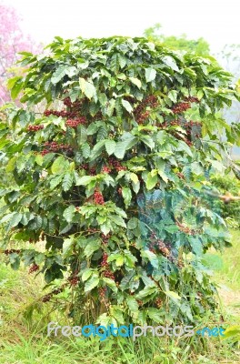 Fresh Coffee Bean On Tree Stock Photo