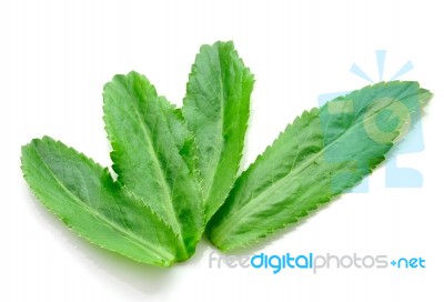 Fresh Coriander Stock Photo