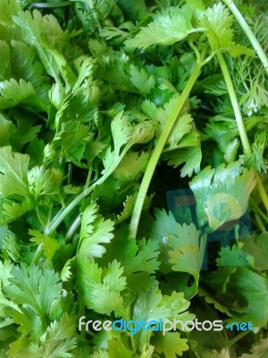 Fresh Coriander Stock Photo