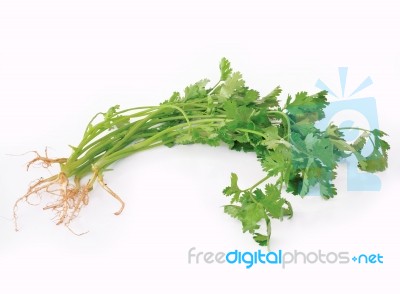 Fresh Coriander Or Cilantro Herb Stock Photo