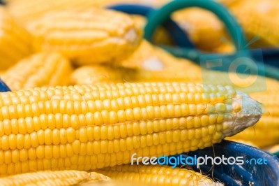 Fresh Corn In Basket Stock Photo