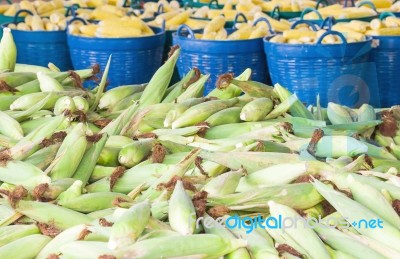 Fresh Corn In Basket Stock Photo