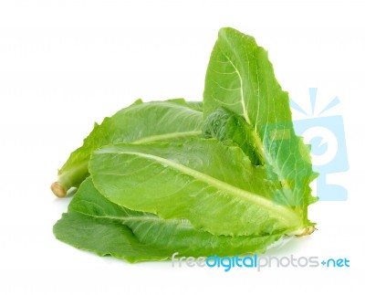 Fresh Cos Isolated On The White Background Stock Photo