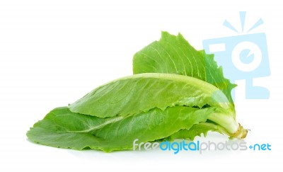 Fresh Cos Isolated On The White Background Stock Photo