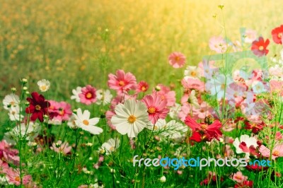 Fresh Cosmos Flower In The Garden Stock Photo