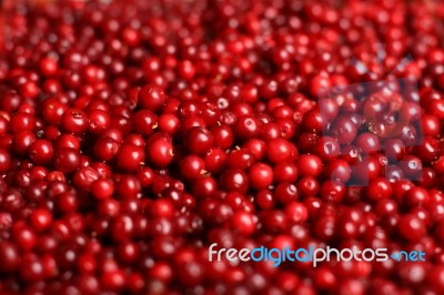 Fresh Cowberry Stock Photo