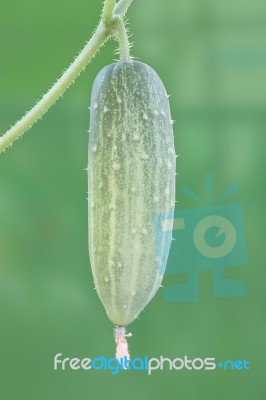 Fresh Cucumber Attach Branch On Green Farm Stock Photo