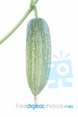 Fresh Cucumber Attach Branch On White Background Stock Photo