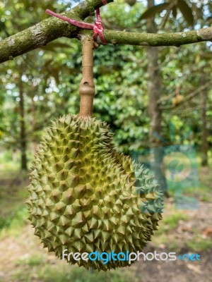 Fresh Durian On Durian Tree In Ease Of Thailand Stock Photo