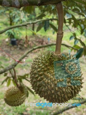 Fresh Durian On Durian Tree In Ease Of Thailand Stock Photo