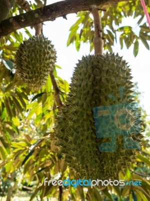 Fresh Durian On Durian Tree In Ease Of Thailand Stock Photo