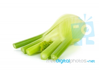 Fresh Fennel Isolated Stock Photo