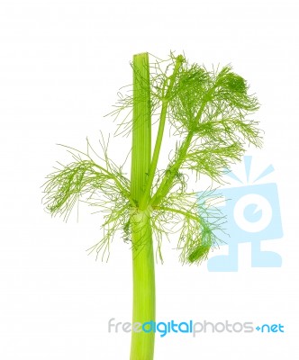 Fresh Fennel Isolated Stock Photo