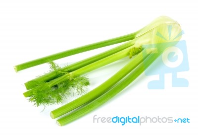 Fresh Fennel Isolated On The White Background Stock Photo