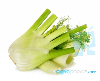 Fresh Fennel Isolated On The White Background Stock Photo