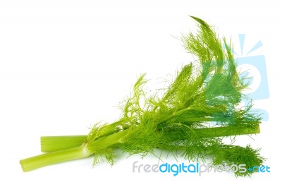 Fresh Fennel Isolated On The White Background Stock Photo