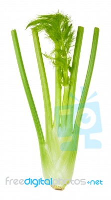 Fresh Fennel Isolated On The White Background Stock Photo