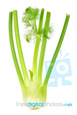 Fresh Fennel Isolated On White Background Stock Photo