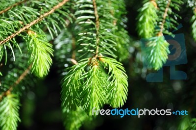 Fresh Fir Twig Stock Photo