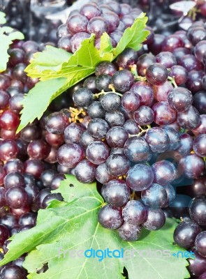 Fresh Grape Cluster With Green Leafs Stock Photo