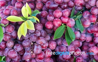 Fresh Grape Fruit Stock Photo