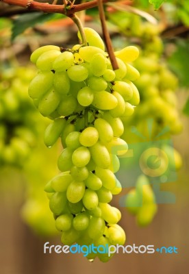 Fresh Grapes Stock Photo