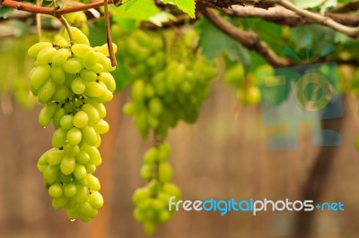 Fresh Grapes Stock Photo