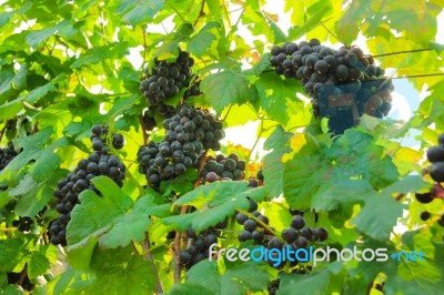 Fresh Grapes On Crop, Vineyard In Thailand Stock Photo