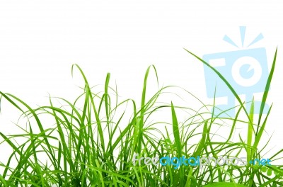 Fresh Grass Isolated Stock Photo