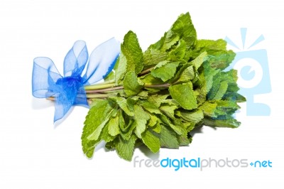 Fresh Green Bundle Mint Isolated On White Stock Photo