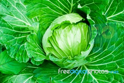 Fresh Green Cabbage Stock Photo