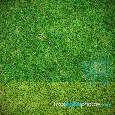 Fresh Green Grass Top View Stock Photo