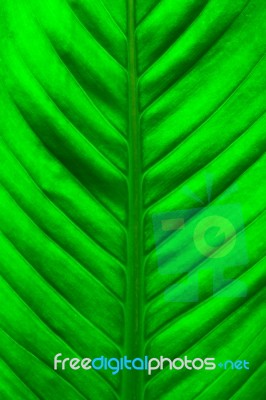 Fresh Green Leaf Stock Photo