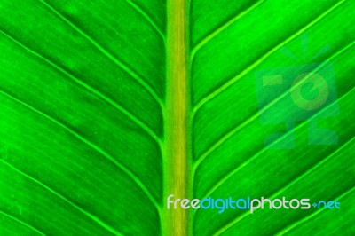 Fresh Green Leaf Stock Photo