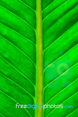 Fresh Green Leaf Stock Photo