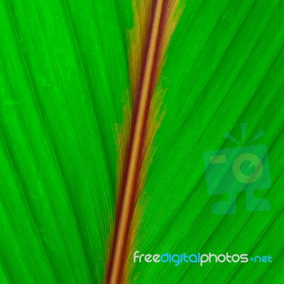 Fresh Green Leaf Stock Photo