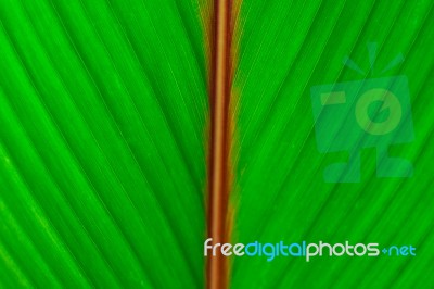 Fresh Green Leaf Stock Photo