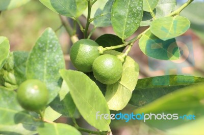 Fresh Green Lemon Stock Photo