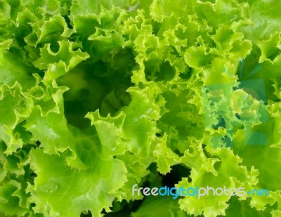 Fresh Green Lettuce Background Stock Photo