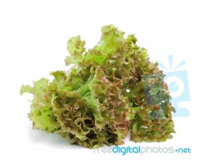 Fresh Green Lettuce Leaves Isolated On White Stock Photo