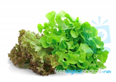 Fresh Green Lettuce Leaves Isolated On White Stock Photo