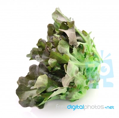 Fresh Green Lettuce Leaves Isolated On White Stock Photo