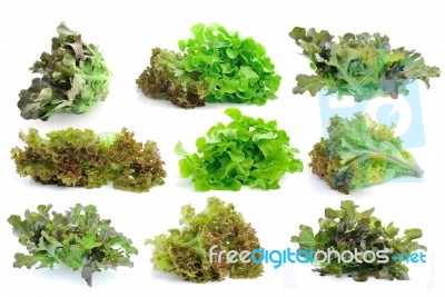 Fresh Green Lettuce Leaves Isolated On White Background Stock Photo